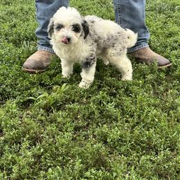 Nova - Blue merle female Assorted Doodle Crosses puppy in Moulton, Iowa from Shondel Puppy Paws