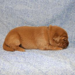 Ariel - Dark golden female Golden Retriever puppy in New Weston, Ohio from Bertke AKC Golden Retrievers and Bernese Mountain Dogs