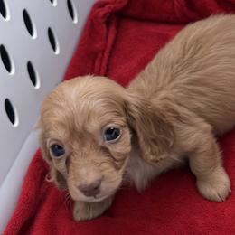 Donald - Chocolate male Dachshund puppy in Sparta, Tennessee from Clemons Mini Dachshunds of Tennessee