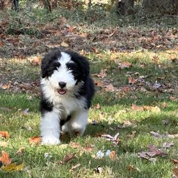 Bearded Collie and Border Collie Puppies from Beloved Bearded & Border Collies