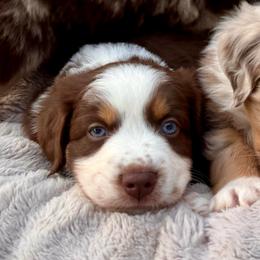 Biscuit Jr. - Red tri-color male Australian Shepherd puppy in Ramona, California from Blue Moon Aussies