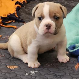 Macaroni - Fawn and white male Bulldog puppy in Washington from Sun City Campeiro Bulldogs