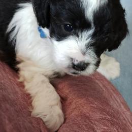Cockapoo Puppies from Cano Cockapoos