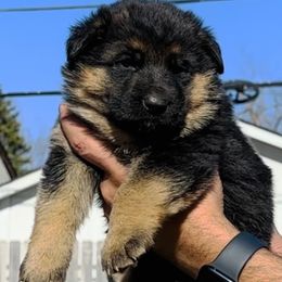 Girl 2 - Black and red German Shepherd puppy in Richfield, Minnesota from Midwest GSD LLC