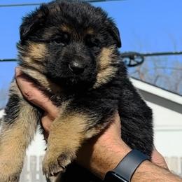 Girl 2 - Black and red German Shepherd puppy in Richfield, Minnesota from Midwest GSD LLC