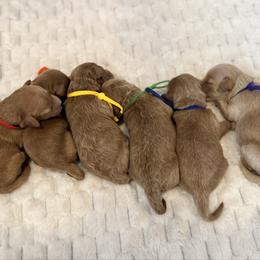 Goldendoodle puppies from Meadow Ranch Pups