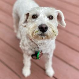 Bailey - Miniature Schnauzer