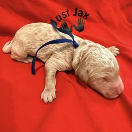 Boy 5 - Cream male Goldendoodle puppy in Houston, Texas from Were The Mack'Doodles