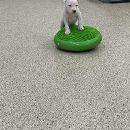 Cleo - White male American Staffordshire Terrier puppy in Indianapolis, Indiana from Bellastaff