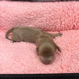 Tortellini - Fawn (isabella) and tan female Dachshund puppy in Scottdale, Pennsylvania from Our Sweet Dachshund Farm