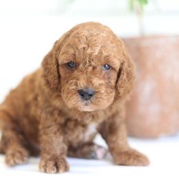 Marley - Apricot female Goldendoodle puppy in Stevens, Pennsylvania from Pebble Paws Lane