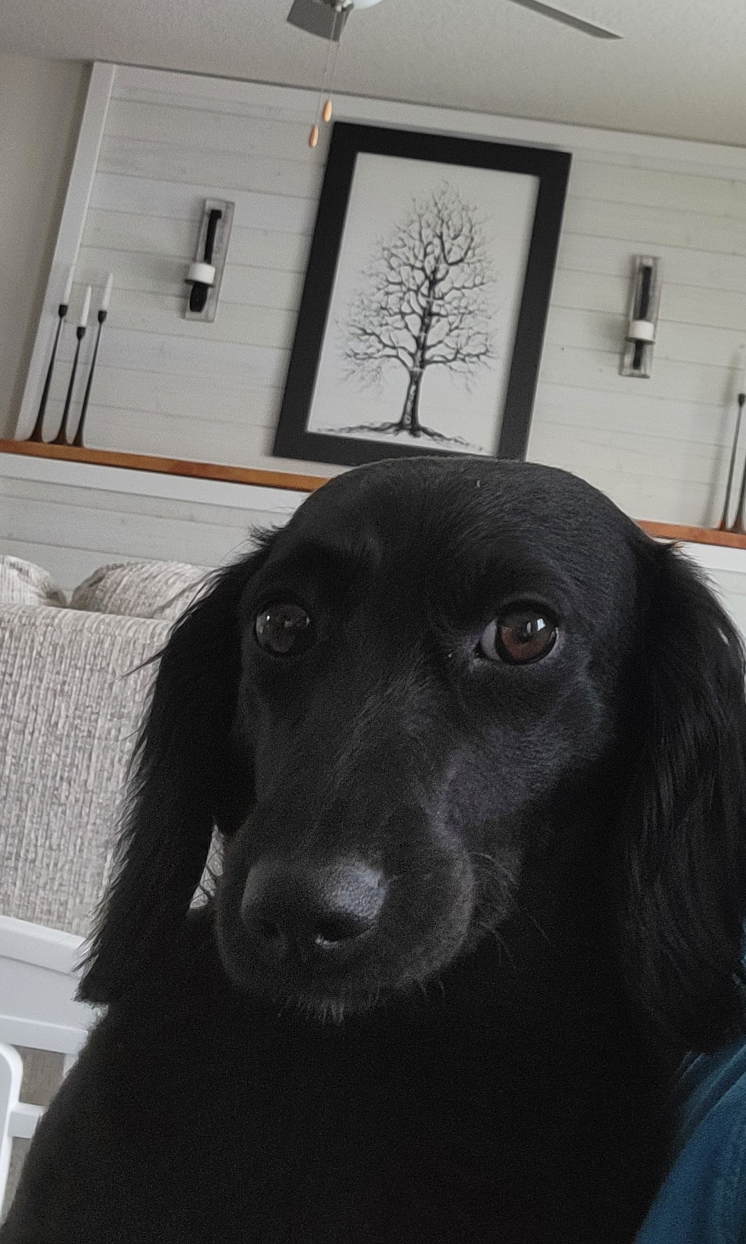 Millie - Dachshund