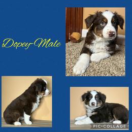 Dopey - Red tri male Miniature Australian Shepherd puppy in Quincy, Illinois from SK Aussie’s