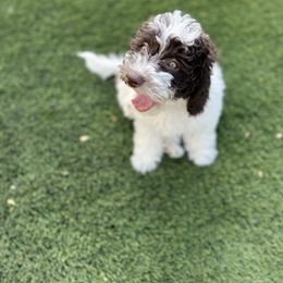 Fennel - Chocolate male Australian Labradoodle puppy in Saratoga Springs, Utah from Saratoga Springs Doodles