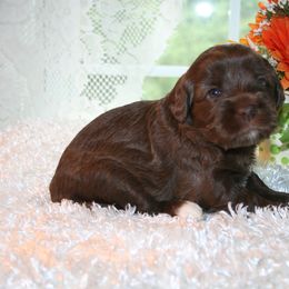 Australian Labradoodle Puppies from Windsor Creek Labradoodles
