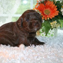Australian Labradoodle Puppies from Windsor Creek Labradoodles