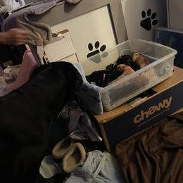 Labrador Retriever Puppies from Bayside Labradors