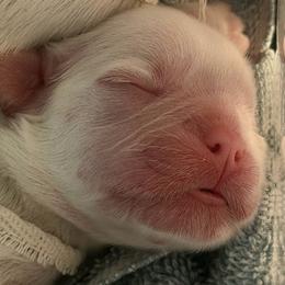 French Bulldog puppies from DaSilvas Estrella AKC /  French Bulldog Boutique