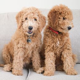 Goldendoodles from Goldendoodlezfl