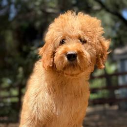 Rose - Red  female Goldendoodle puppy in Temecula, California from Country Hills Doodles