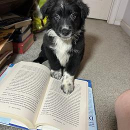 Australian Shepherd Puppies from Towkach Mini Ranch