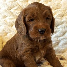 Boy 1 - Red  male Goldendoodle puppy in Scottsdale, Arizona from Cockadoodle Poo Puppies