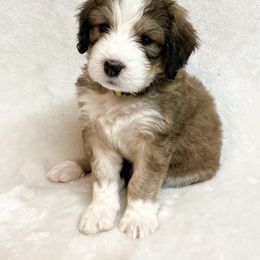 Pumpkin - F1 Small Standard - Sable Bernedoodle puppy in Waco, Texas from Hope Valley Doodles