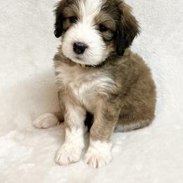 Pumpkin - F1 Small Standard - Sable Bernedoodle puppy in Waco, Texas from Hope Valley Doodles