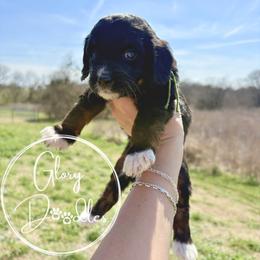 Green - Tri-color female Bernedoodle puppy in Rockwall, Texas from Glory Doodles