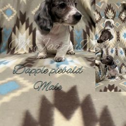 Dachshund Puppies from McJazzin Doxies