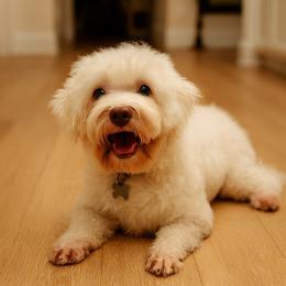 Harper - Havanese