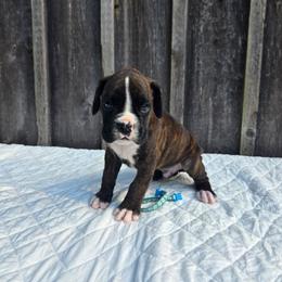 Max - Brindle male Boxer puppy in Preston, Maryland from Katie's Pups