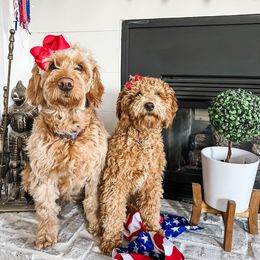 Goldendoodle Puppies from Doodle Love ❤️