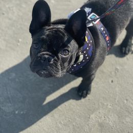 French Bulldog All Grown Up from Susan's Pups