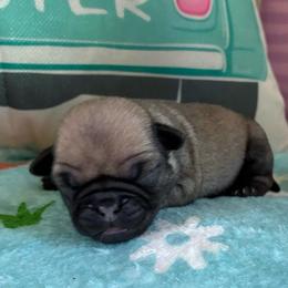 Daphanie - Fawn female Pug puppy in Hanover, Virginia from Pure Pugs