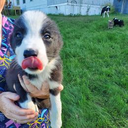 Daisy-hot pink collar - Black and white female Border Collie puppy in Chester, Vermont from Countryside Border Collies