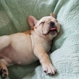 French Bulldog Puppies from Bay River French Bulldogs