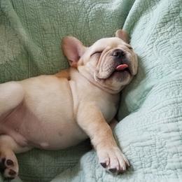French Bulldog Puppies from Bay River French Bulldogs