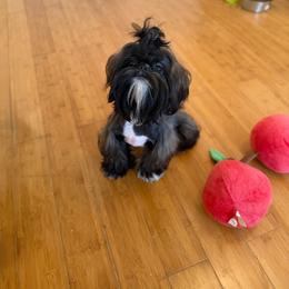 Blessed's Andy AKC - Sable male Shih Tzu puppy in Apollo Beach, Florida from Blessed’s Shih Tzu