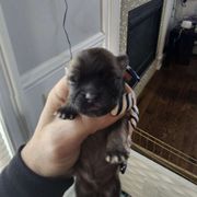 Boy 4 - Mal-Shi puppy in New York from Alana Miller