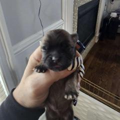 Boy 4 - Mal-Shi puppy in New York from Alana Miller