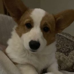 Charlie - Pembroke Welsh Corgi