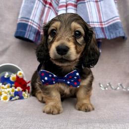 Yahtzee - Cream male Dachshund puppy in Michigan from Hidden Haven Dachshunds