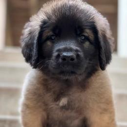 Girl 3 - female Leonberger puppy in Eagle Mountain, Utah from Leo Fidelis Leonbergers
