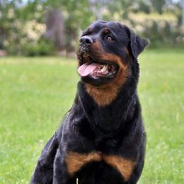 Rottweilers from Von Brennan kennels