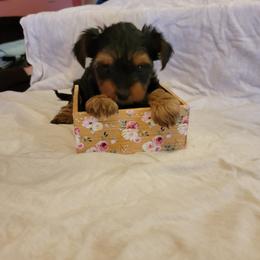 Dixie - Black and tan Yorkshire Terrier puppy in Perry, Florida from Lanes-Scraps