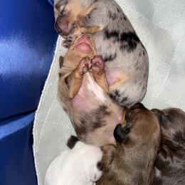 Dachshund Puppies from 208 Weenies
