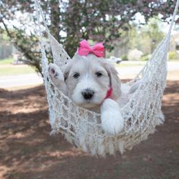 Alice pink collar - Cream female Goldendoodle puppy in Lexington, North Carolina from Deborah’s Doodles