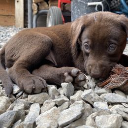 BACON (Purple collar) - Labrador Retriever puppy from Christian Martir