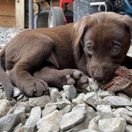 BACON (Purple collar) - Labrador Retriever puppy from Christian Martir